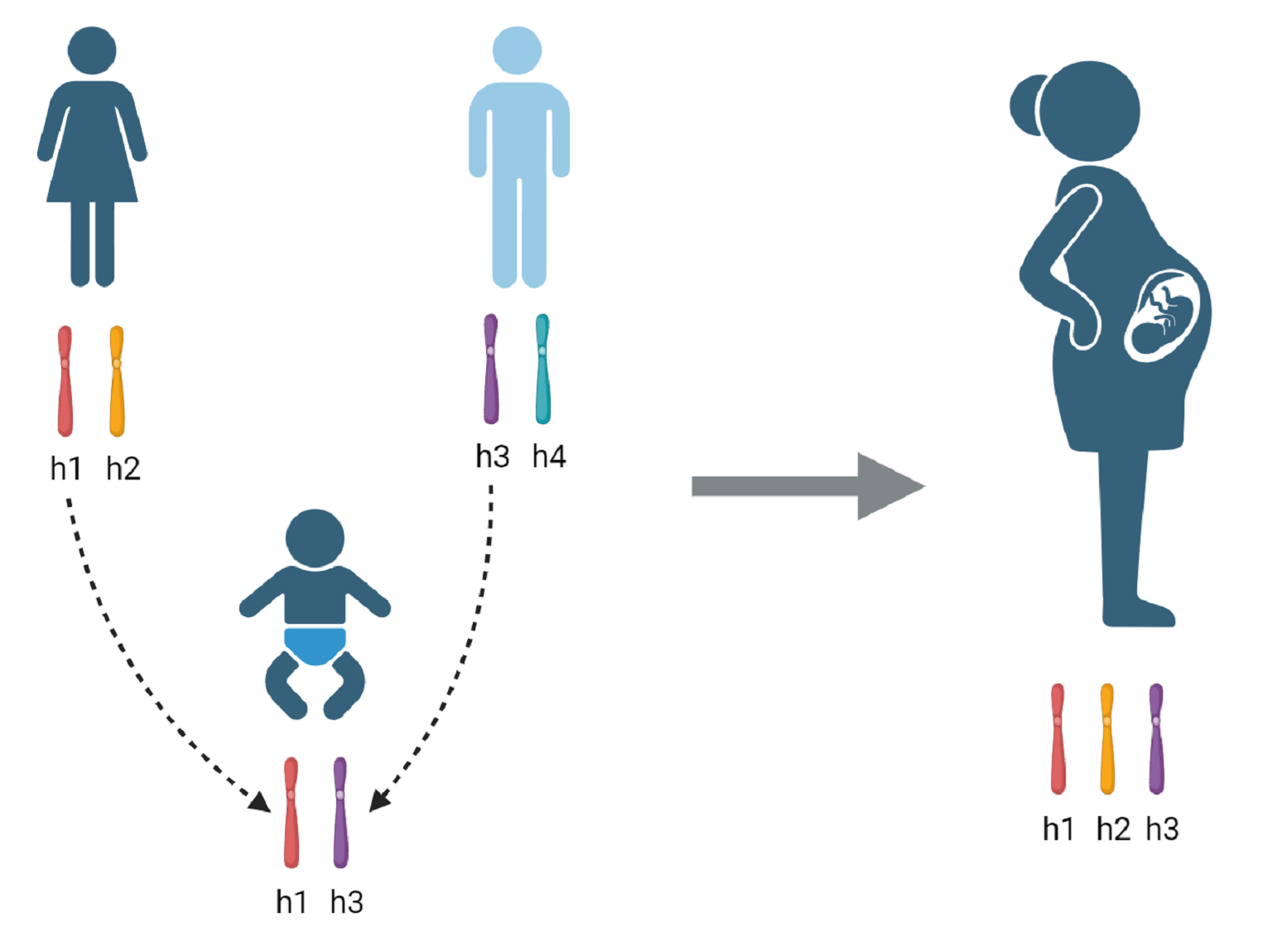 Illustration showing maternal and paternal chromosomes passed to a child, then focusing on maternal genetics during pregnancy